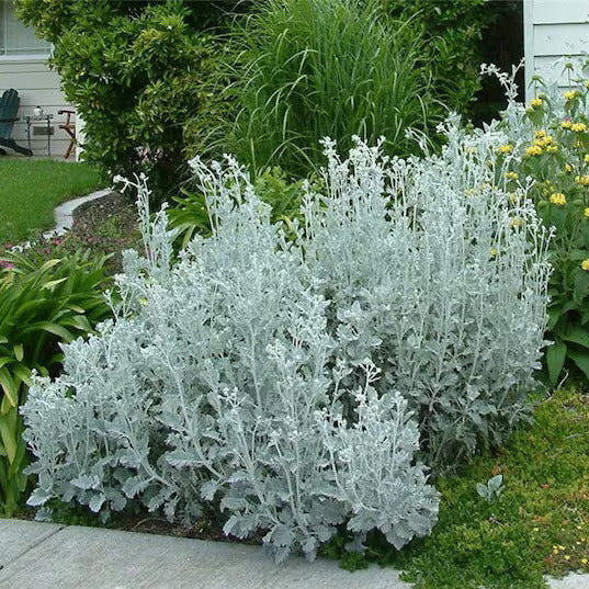 Dusty Miller plant