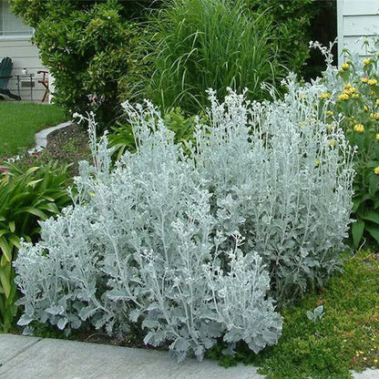Dusty Miller plant