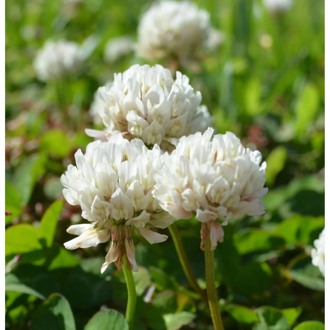 White Dutch flower seeds