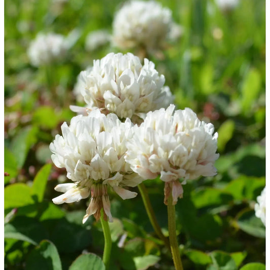 White Dutch flower seeds