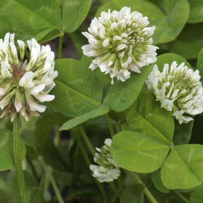 Dutch Clover plant