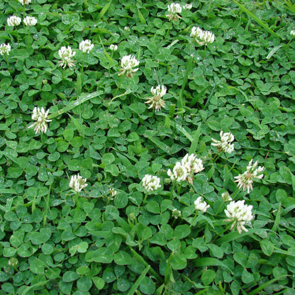 Dutch Clover plant