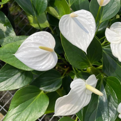 White Red flower seeds