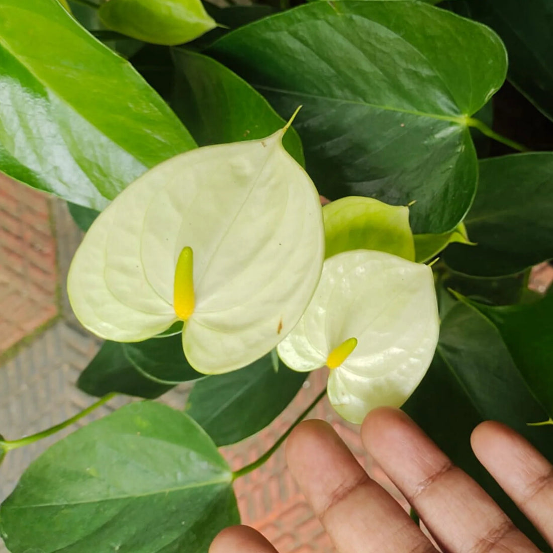 Light Green flower seeds