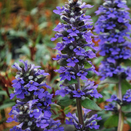 Dwarf Ajuga plant