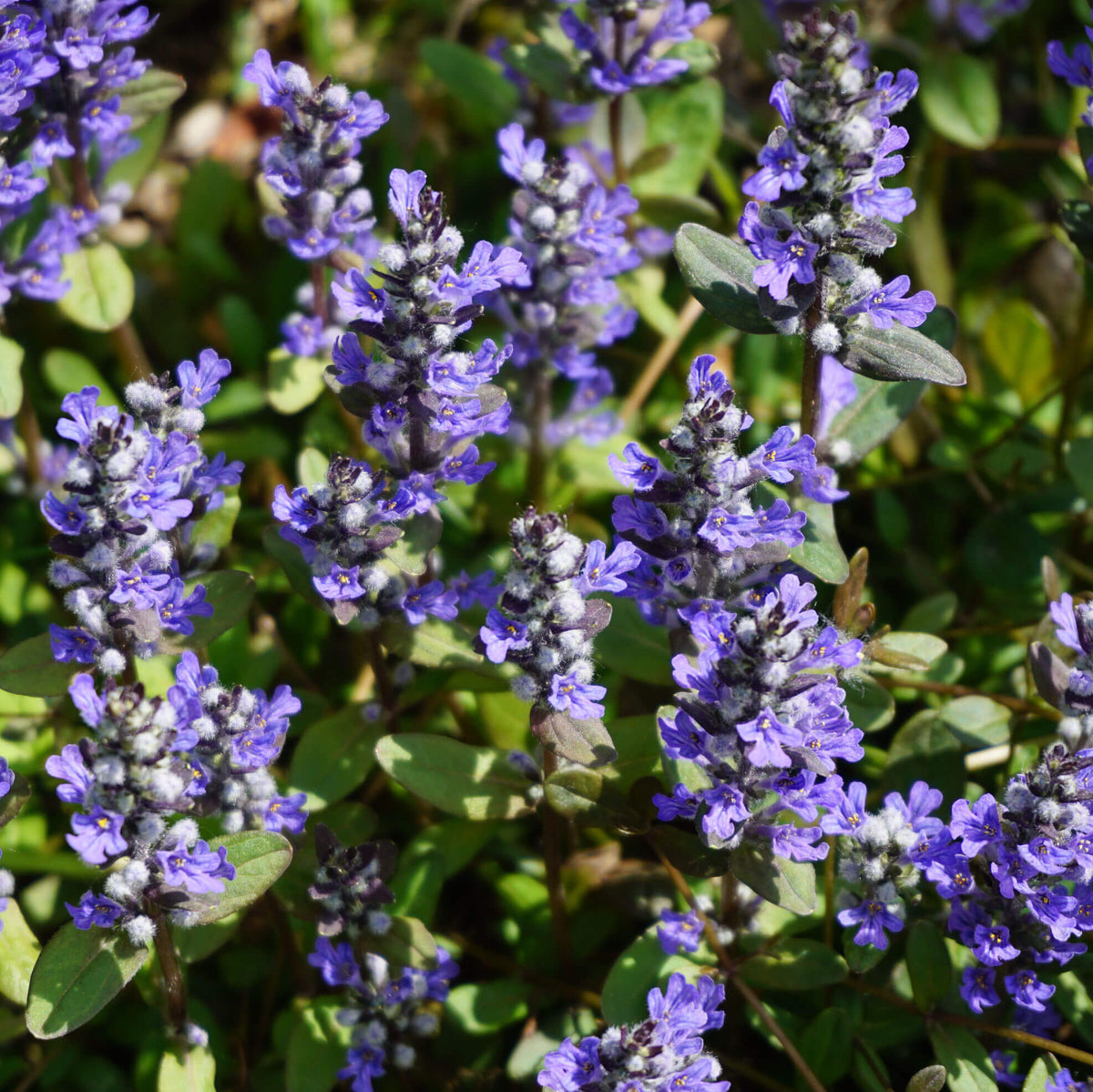 Dwarf Ajuga plant