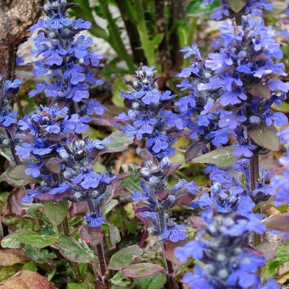 Dwarf Ajuga plant