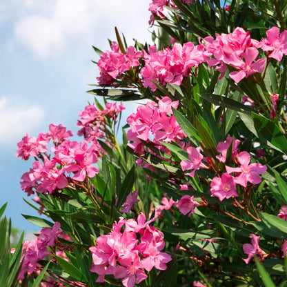 Nerium flower seeds