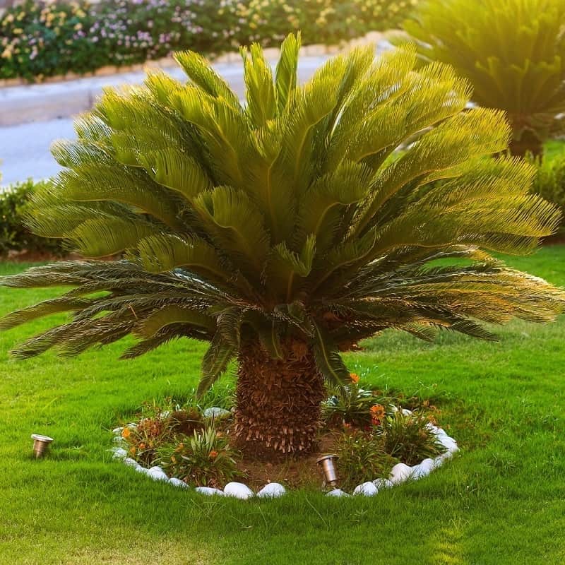 Dwarf Sago Palm plant