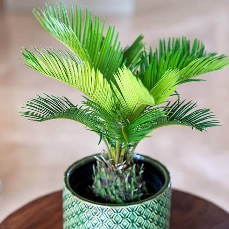 Dwarf Sago Palm plant