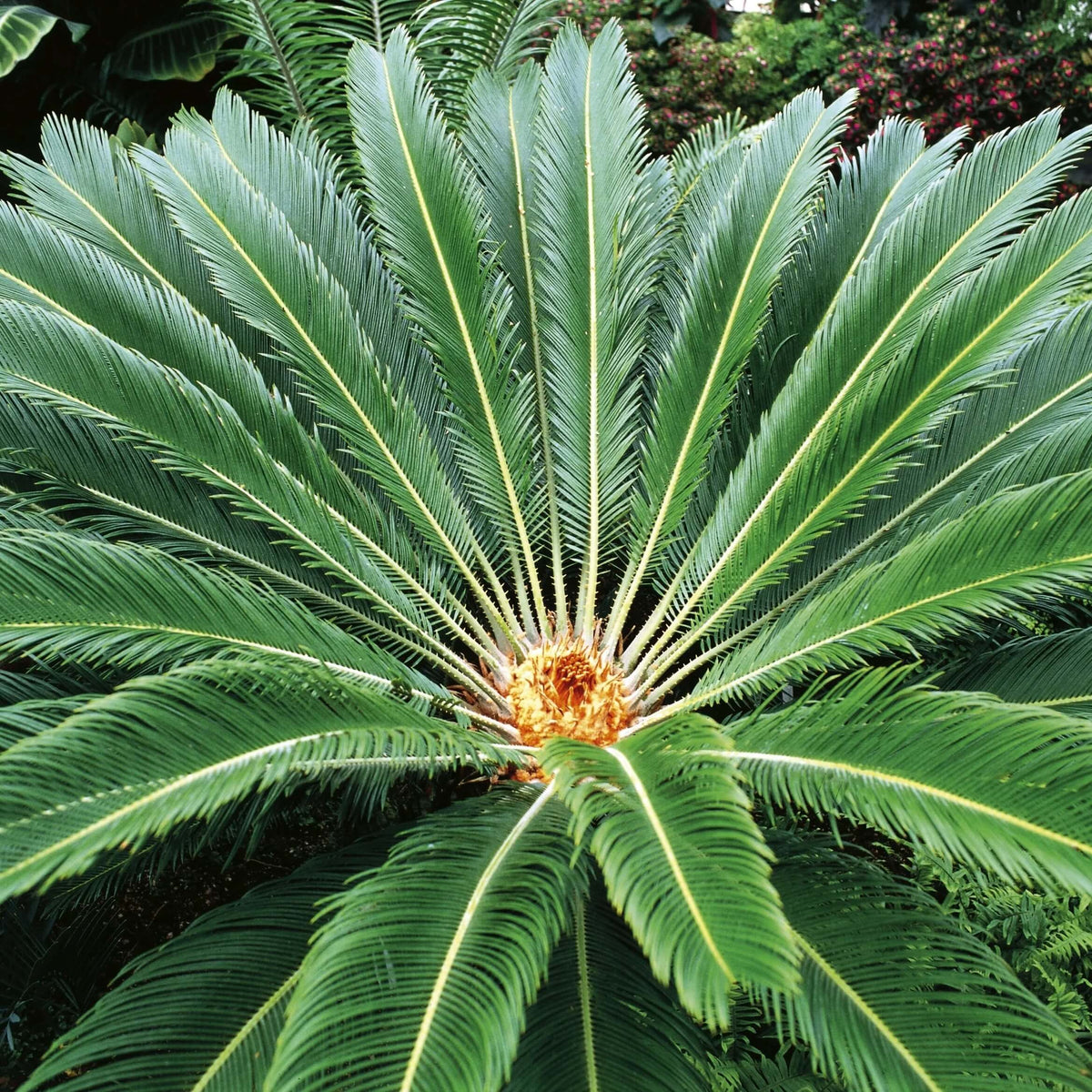 Dwarf Sago Palm plant
