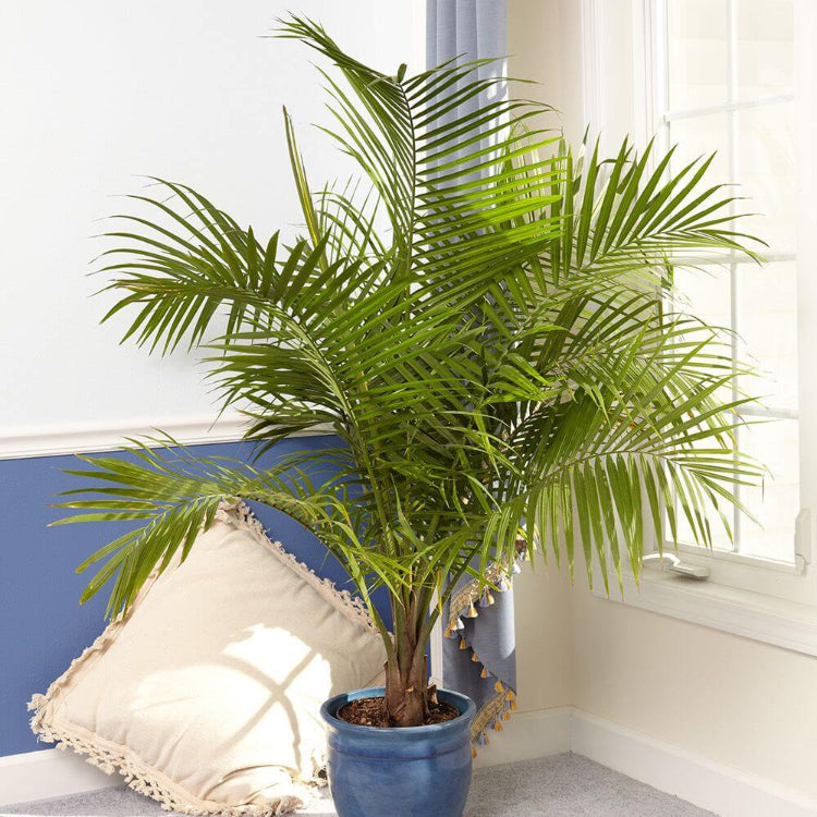 Dwarf Sago Palm plant