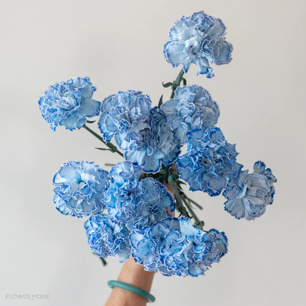 White Blue flower seeds