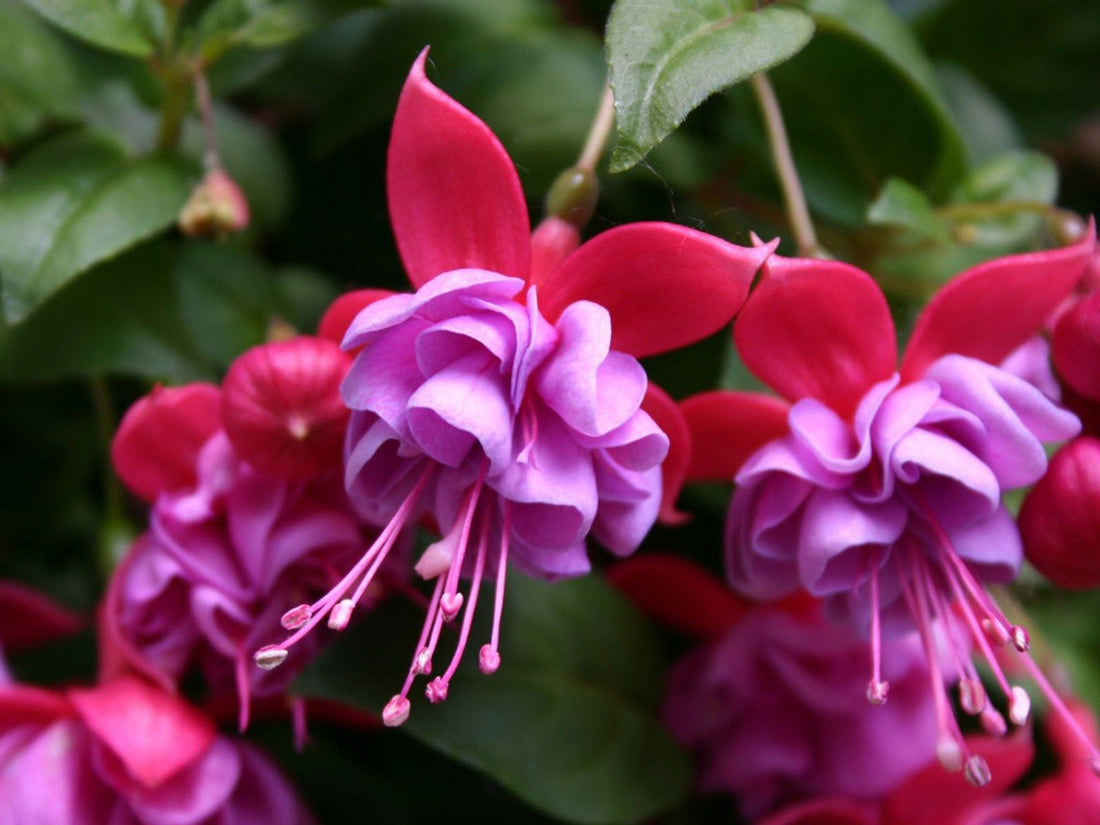 Baby Pink flower seeds