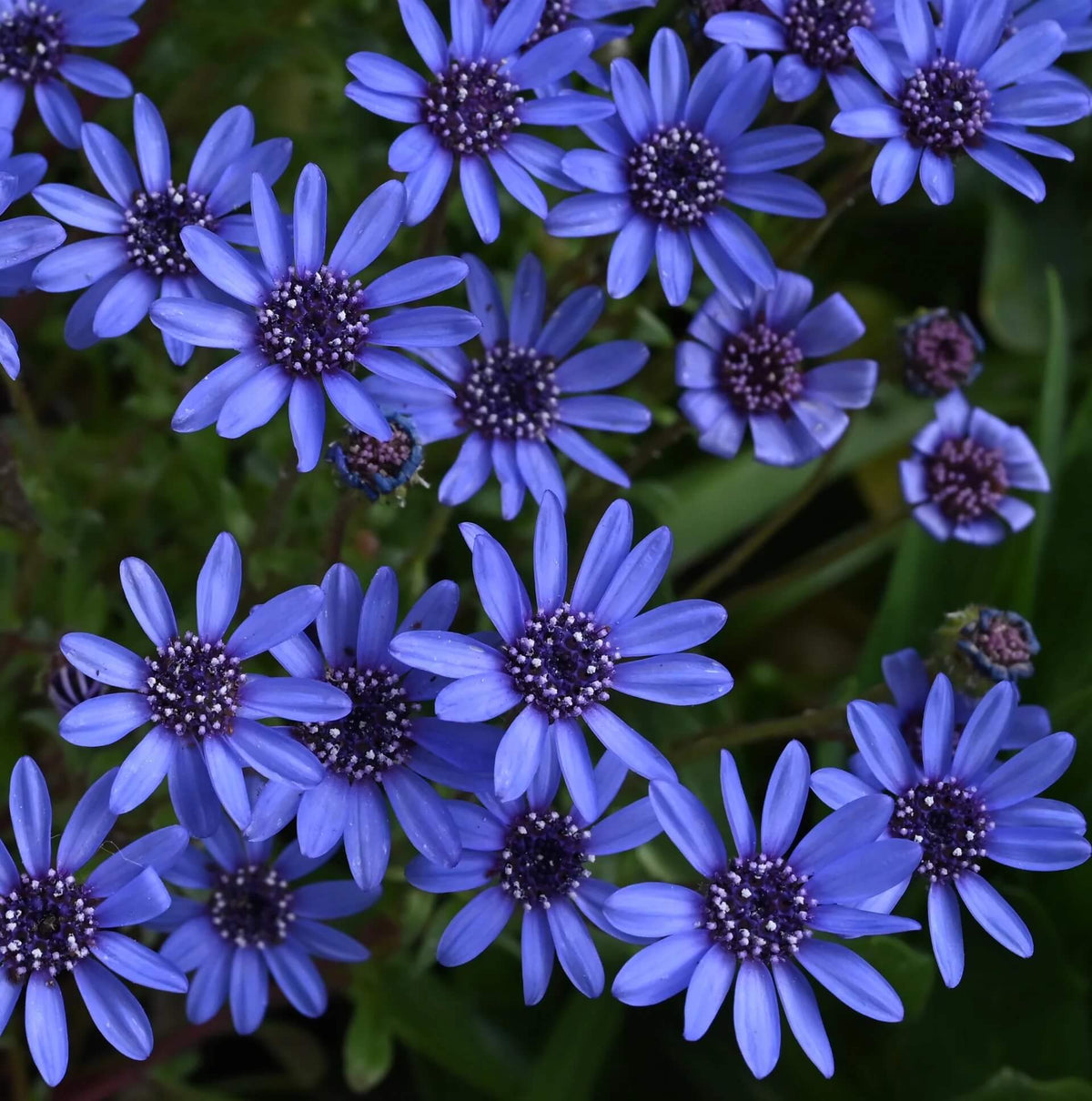 Eyed African Daisy plant