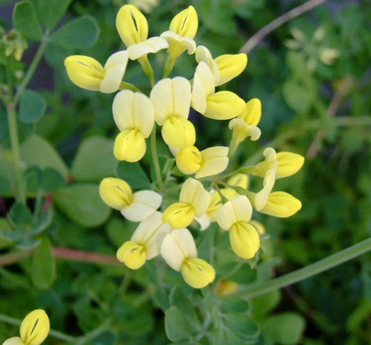 Yellow Coronilla flower seeds