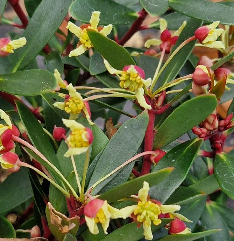 Drimy'S Lanceolata flower seeds