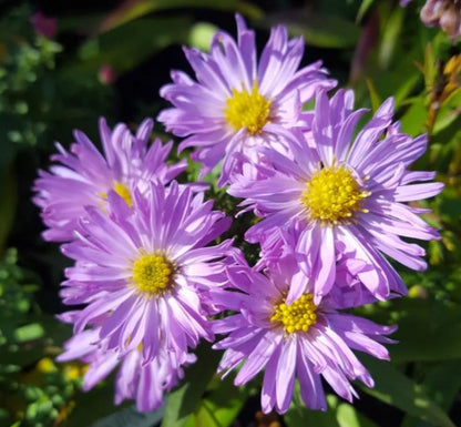 Aster Novi flower seeds