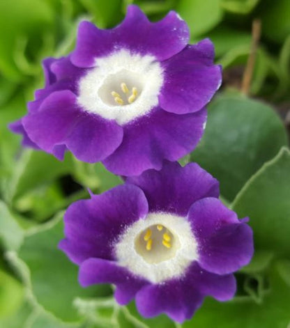 Blue Primula Auricula Flower Seeds for Planting – Heirloom Non-GMO Garden Seeds