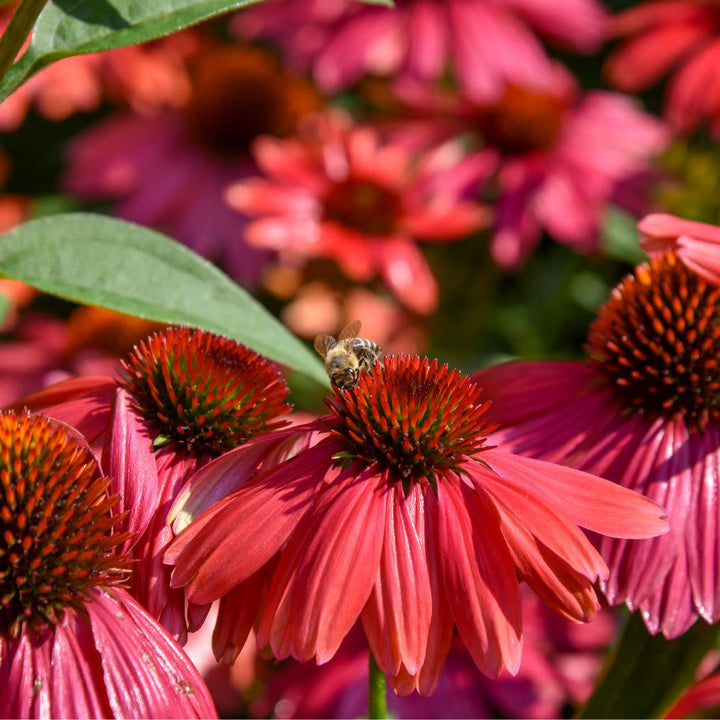 Maroon Coneflower flower seeds