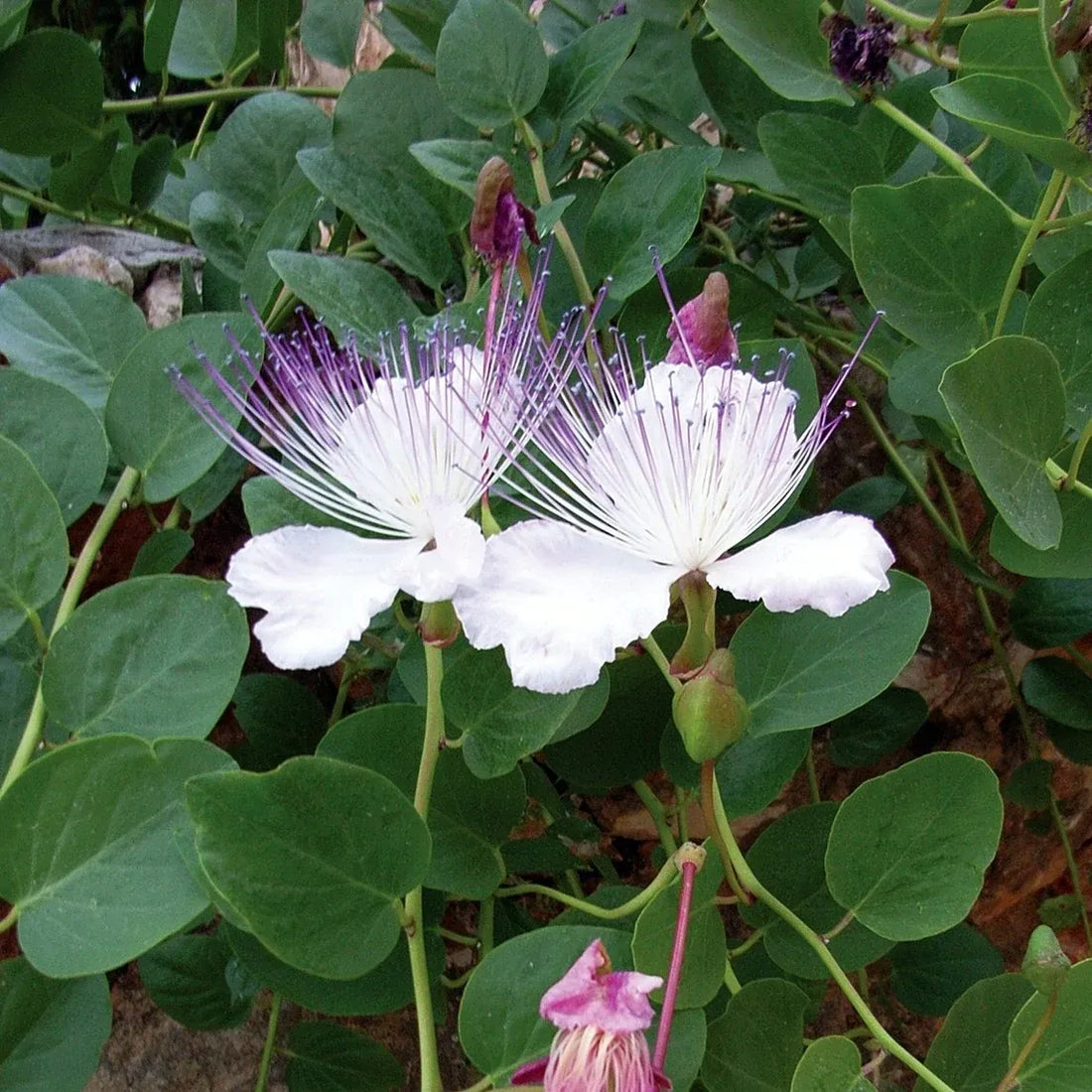 White Caper flower seeds
