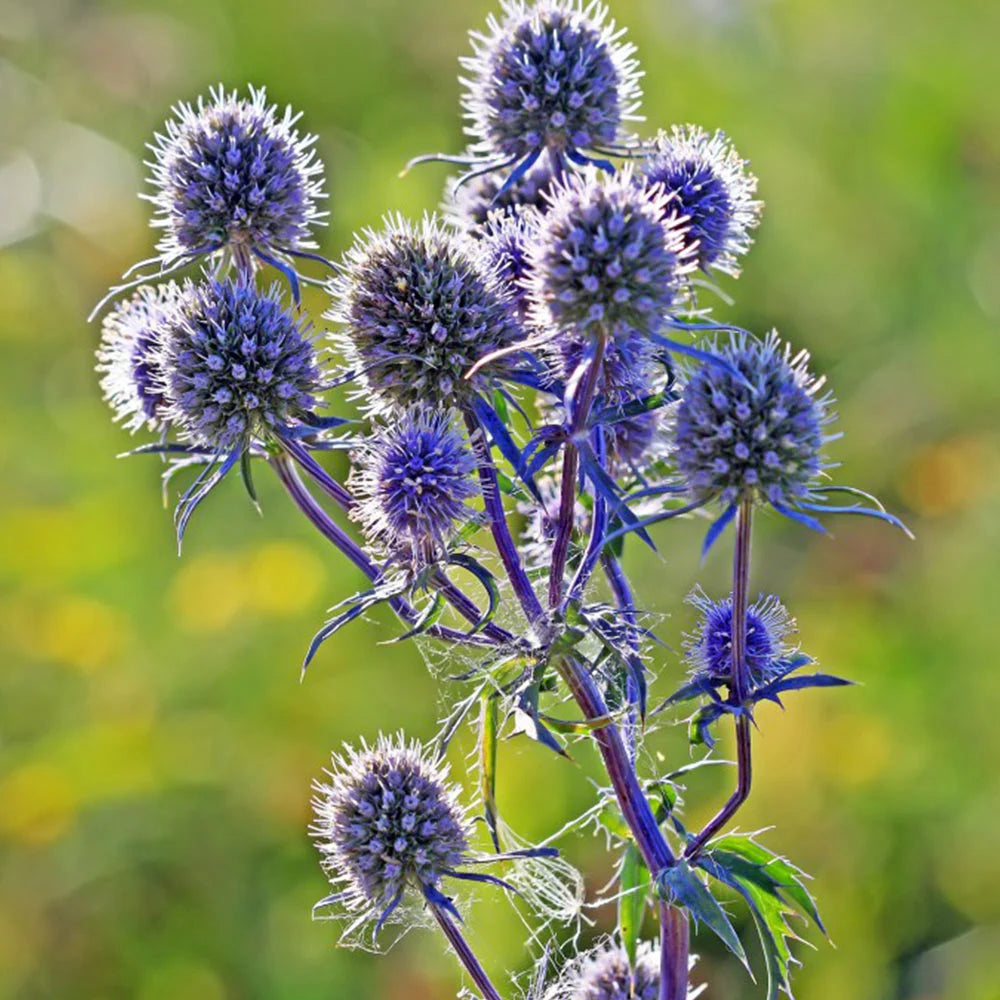 Eryngium Planum flower seeds