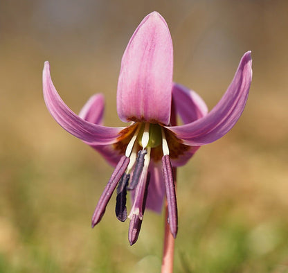 Violet Toothwort Flower Seeds for Planting – Heirloom Non-GMO Garden Seeds