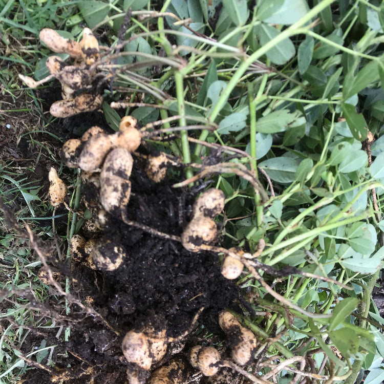 Earthnut plant