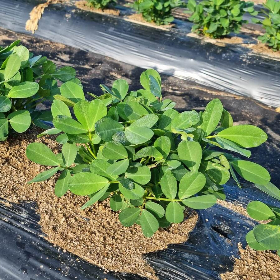 Earthnut plant