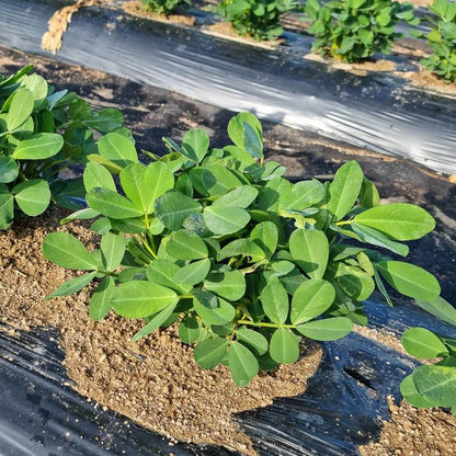 Earthnut plant