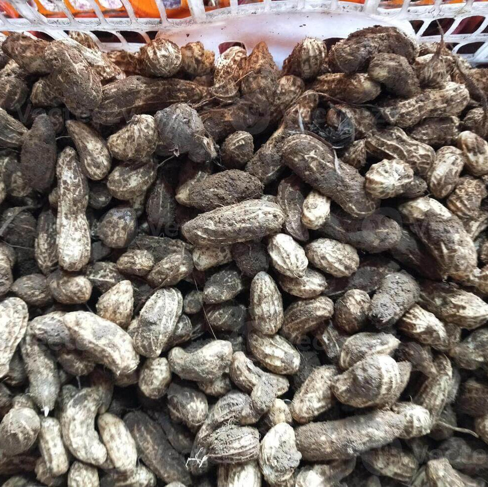 Earthnut plant