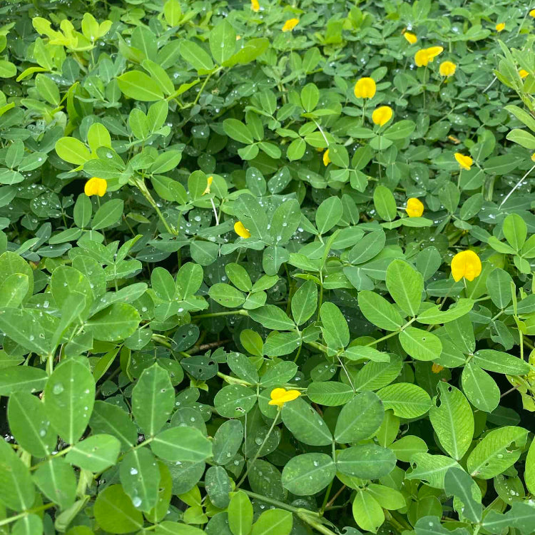 Earthnut plant