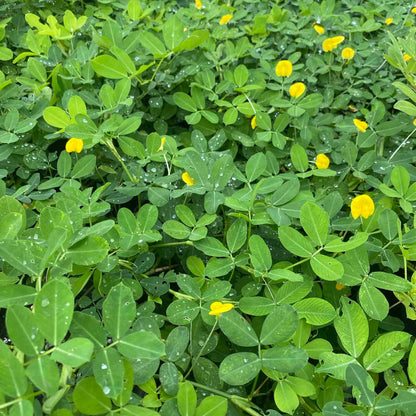 Earthnut plant