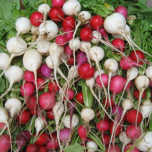 Easter Egg Radish Seeds for Planting – Colorful Garden Radish Variety