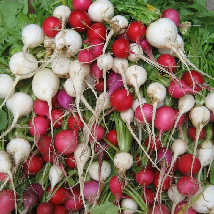 Easter Egg Radish Seeds for Planting – Colorful Garden Radish Variety