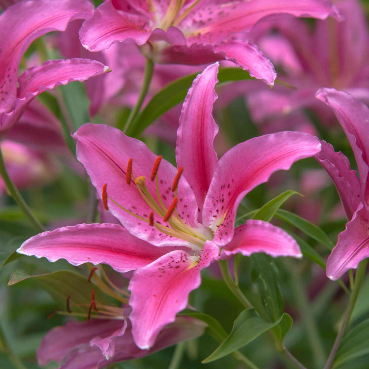 Easter Lily Vine plant