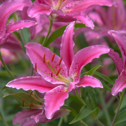 Easter Lily Vine plant
