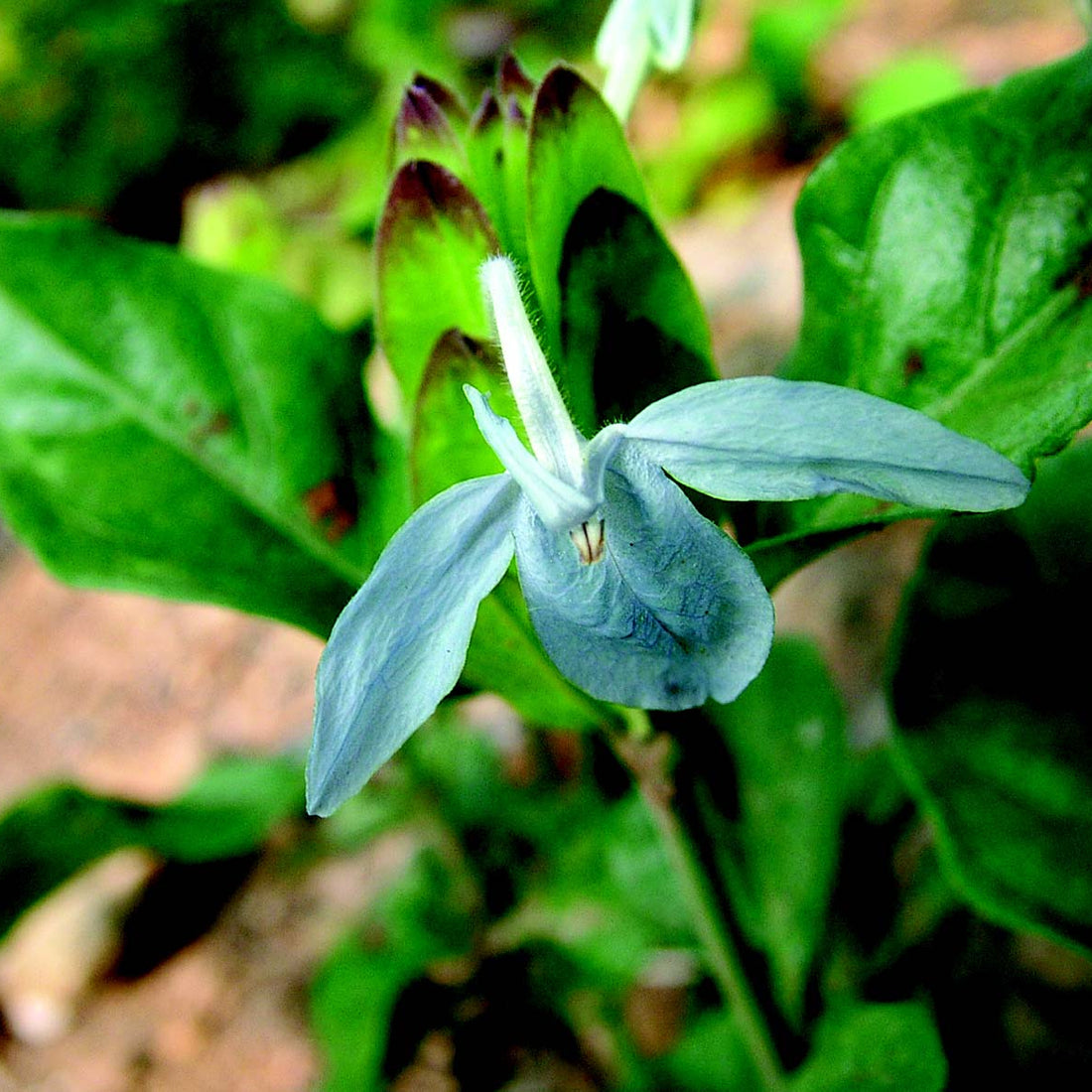 Blue Ecbolium flower seeds