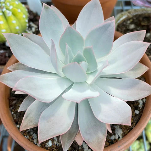 White Succulent flower seeds