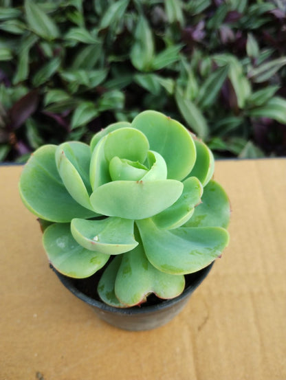 Graines de succulente Echeveria Pallida verte à planter – Succulente en rosette rare