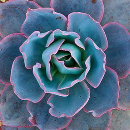 Blue Derenbergii Echeveria plant
