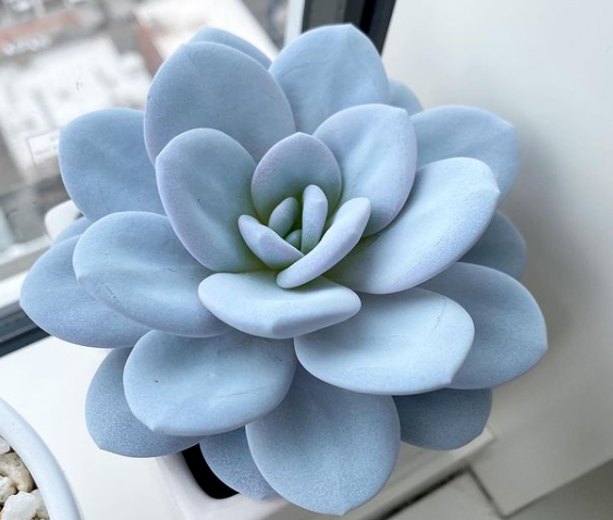 Blue Derenbergii Echeveria plant