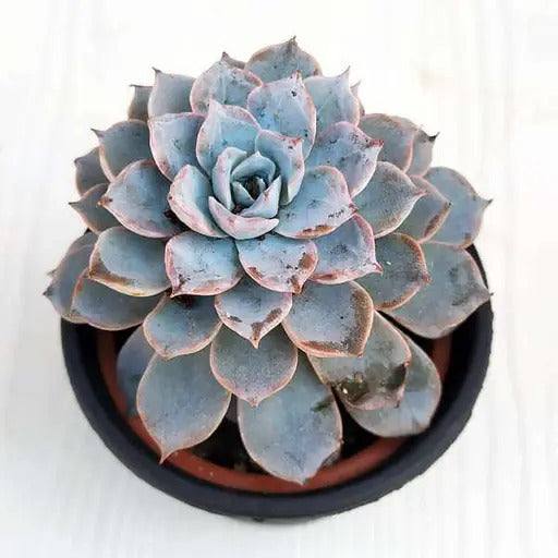 Blue Derenbergii Echeveria plant