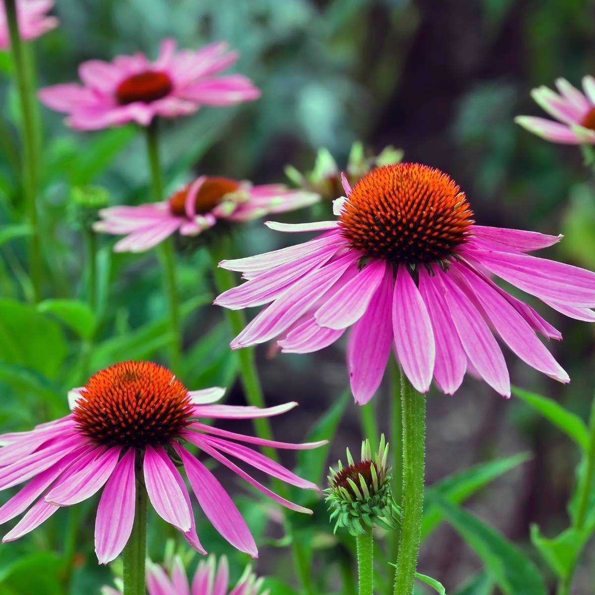 Finest Quality Echinacea plant