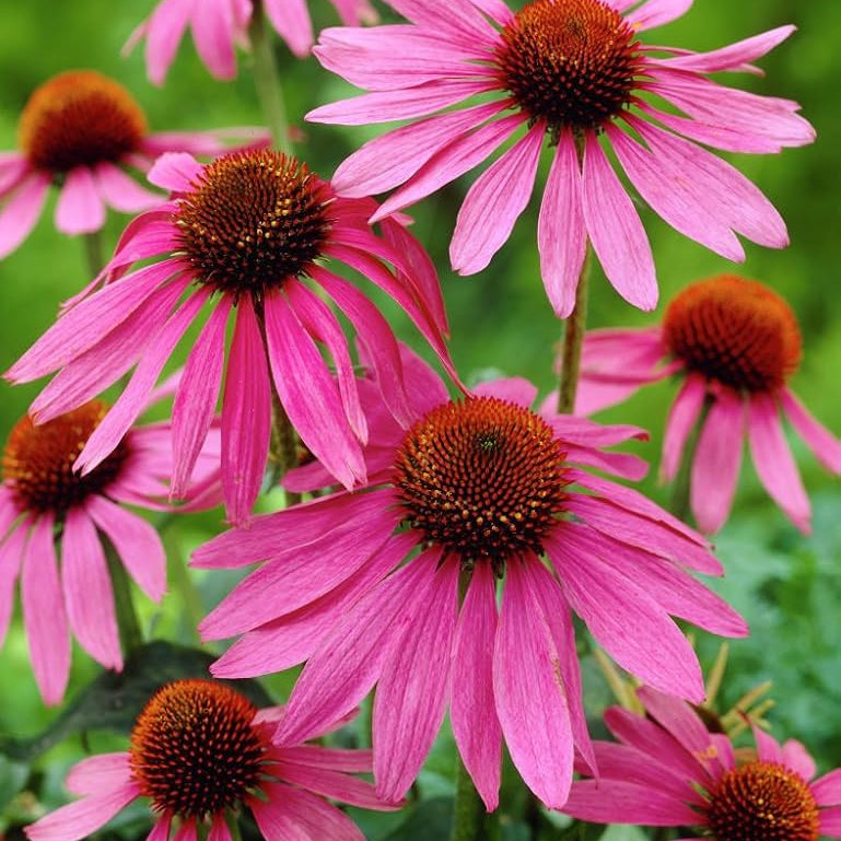 Beautiful Echinacea plant