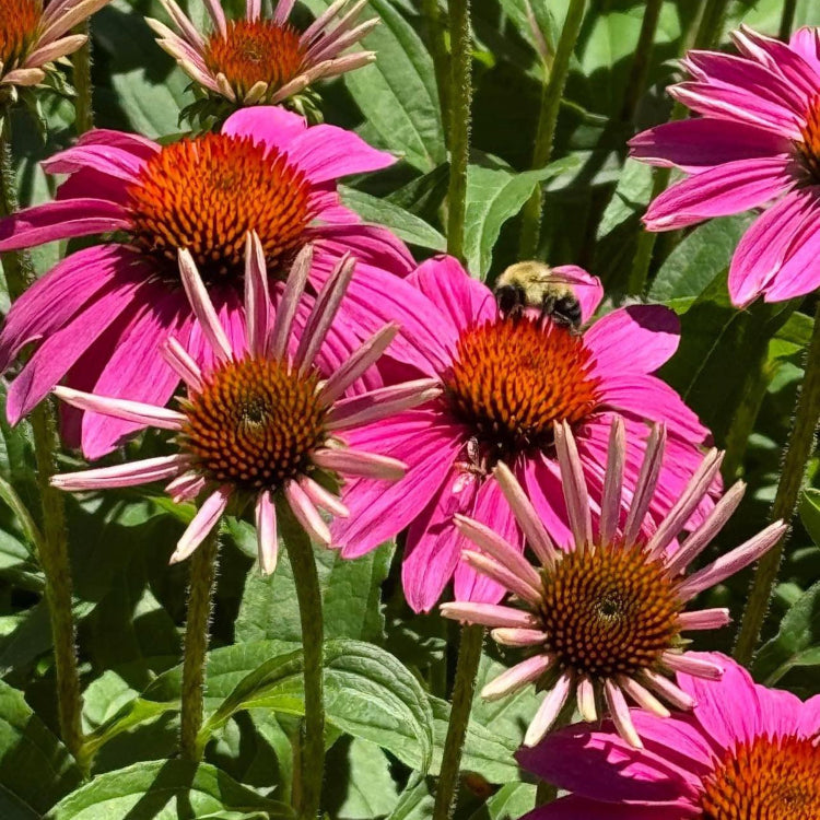 for Tea Echinacea plant