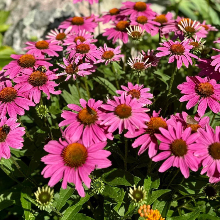 for Tea Echinacea plant