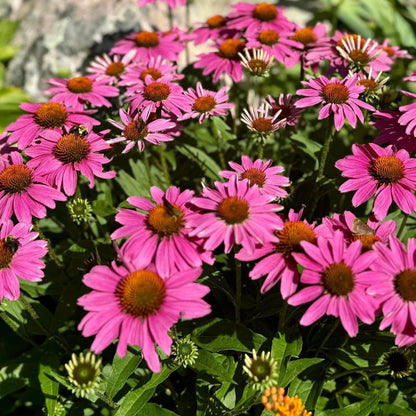for Tea Echinacea plant