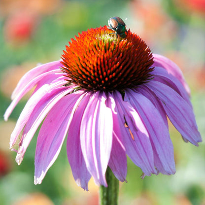Purple Echinacea Purpurea plant