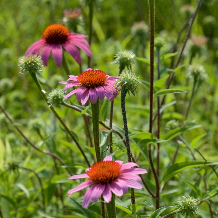 Purple Echinacea Purpurea plant